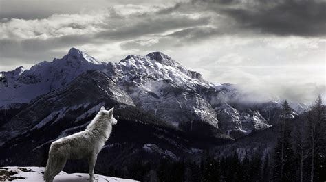 White Wolf Wallpapers - Wallpaper Cave