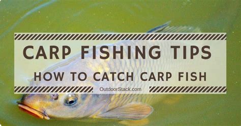 Carp Fishing Tips for Beginners - How to Catch Carp Fish