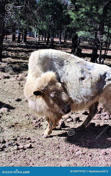 White Bison stock photo. Image of wilderness, trees, spiritual - 90979702