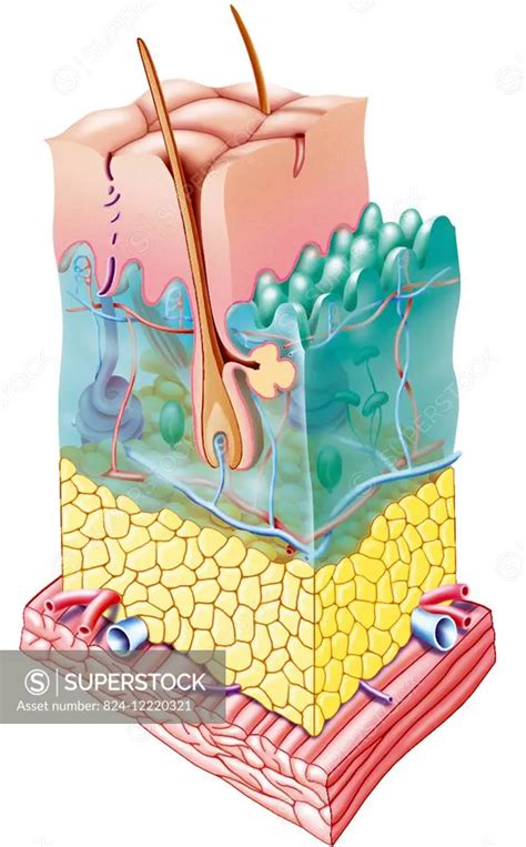 illustration of the skin with all its layers (epidermis, dermis and hypodermis), as well as a ...