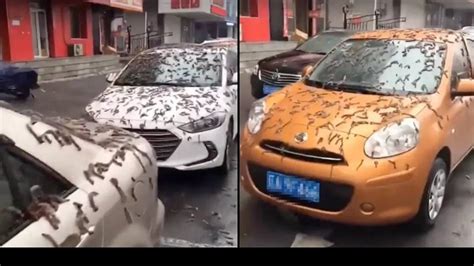 'Worm rain' falls from sky in China leaving people baffled