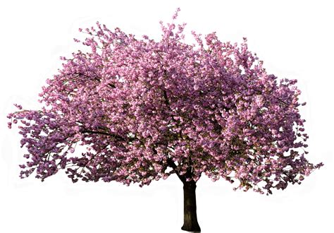 Download Transparent Tree Blossoming In Spring - Transparent Background Png Tree - PNGkit