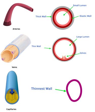 Arteries Veins And Capillaries Comparison