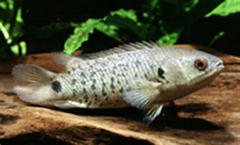 Climbing Perch (Anabas Testudineus) - The Fish Guide