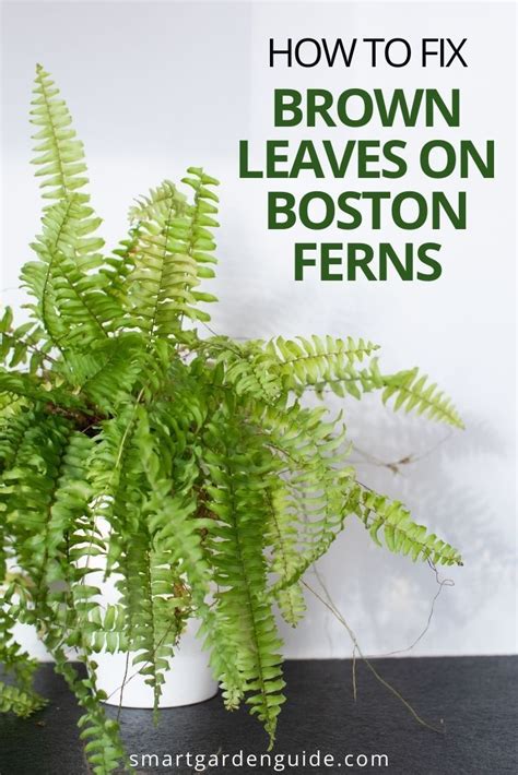 How To Fix A Boston Fern With Brown Leaves - Smart Garden Guide | Ferns garden, Hanging plants ...