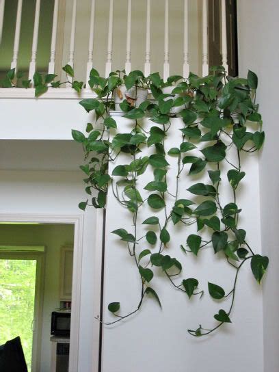 Top Notch Pothos In Hanging Basket Diy Indoor Succulent Wall Planter