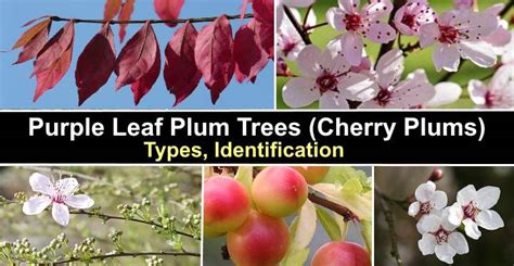 Flowering Plum Tree Varieties