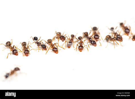 Pheidole megacephala, coastal brown ants are common kitchen pests in the tropics. Isolated on a ...