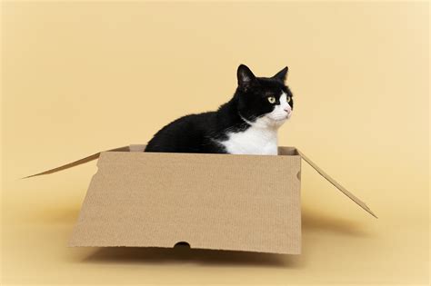 Cute cat in a cardboard box 2413371 Stock Photo at Vecteezy