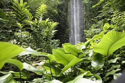 'Rain Forest, Fairchild Tropical Gardens, Miami, Florida, USA ...