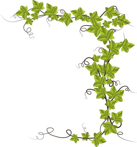 Vines clipart english ivy, Vines english ivy Transparent FREE for download on WebStockReview 2024