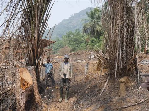 Deforestation in Cameroon: Who benefits from the treetops? (French ...