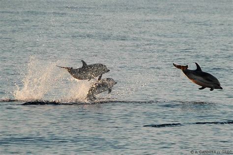 Dauphin bleu et blanc // Striped dolphin - Groupe de Recherche sur les Cétacés