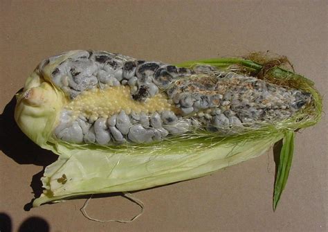 Maize (corn) | Diseases and Pests, Description, Uses, Propagation