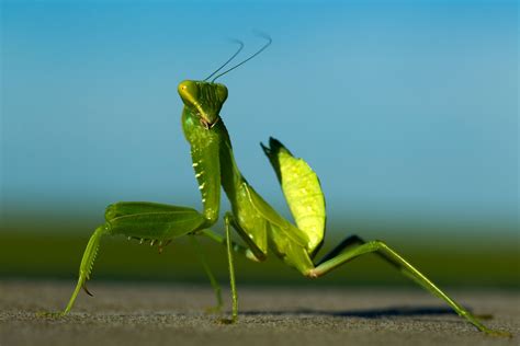 Praying Mantis Eating Mate