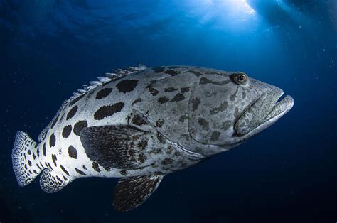 Potato Grouper, Australia Photograph by Todd Winner - Fine Art America