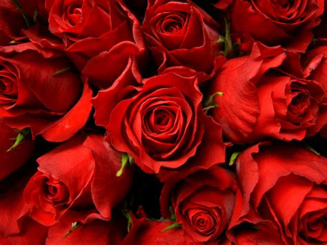 Red Roses Picture - Wallpaper, High Definition, High Quality, Widescreen