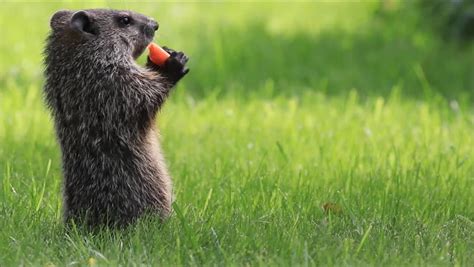 1,133 Gopher Stock Video Footage - 4K and HD Video Clips | Shutterstock