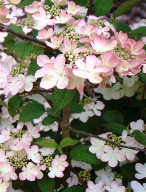 Viburnum plicatum f. tomentosum Kilimanjaro Sunrise = 'Jww5'