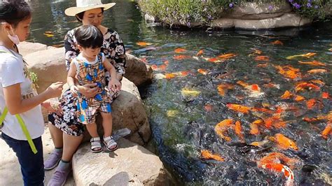 Feeding Koi fish(1) - YouTube