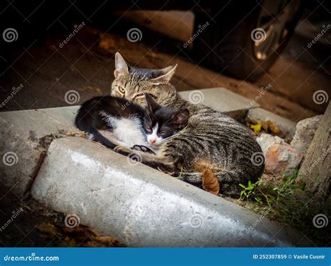 Cute Kitten Sleeping with His Mother Cat. Lovely Tender Photo Stock ...