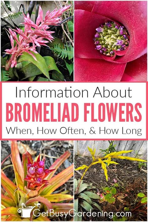 Bromeliad Flowers: When, How Often, & How Long They Bloom - Get Busy Gardening