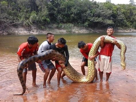 Green Anaconda - Hopkins Belize Travel