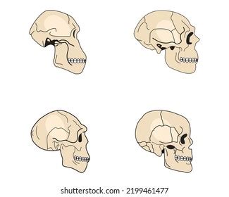 Human Evolution Timeline Skulls Clipart