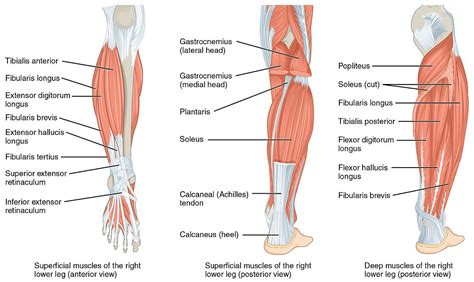 File:1123 Muscles of the Leg that Move the Foot and Toes.jpg ...