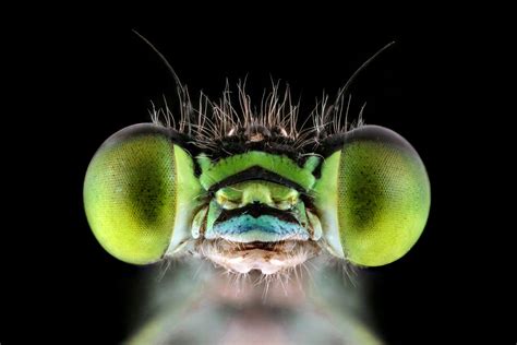 Photographer Turns His Fear of Bugs Into Passion for Shooting World's Smallest Insects, Some ...