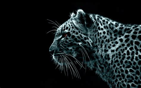 Leopard black and white photo HD wallpaper | Wallpaper Flare