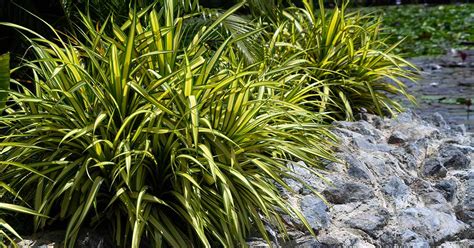 15 of the Best True Sedge Plant Varieties for the Home Garden