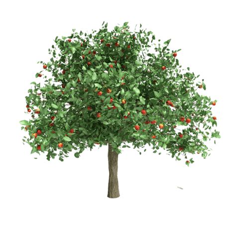 Pomegranate Tree - Rokn Alashjar