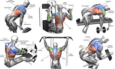 Back Muscles Diagram Workout