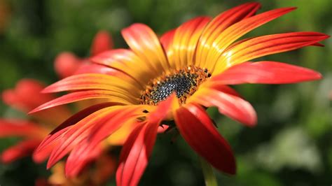 Yellow red flower macro wallpaper | 1920x1080 | #32606