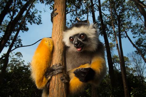 Diademed Sifaka | RARE: Creatures of the Photo Ark | Official Site | PBS