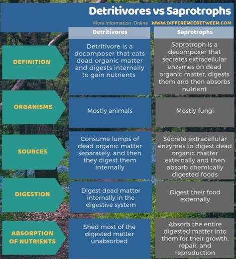 Difference Between Detritivores and Saprotrophs | Compare the ...