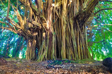 Giant Banyan Tree Stock Photo - Download Image Now - iStock