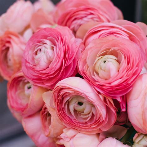 Bright Pink Tecolote® Ranunculus Bulbs for Sale Online | Pink – Easy To Grow Bulbs