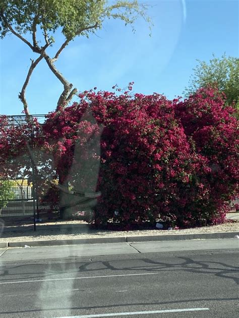 What flower is this? I see them all over Phoenix :) : r/phoenix