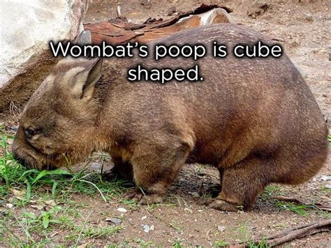 Weird Animal Facts | Animals