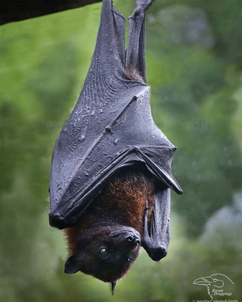 Animals Flying Mammals List - Pets Lovers