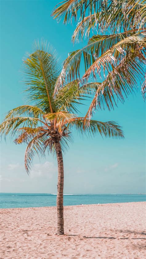 Palm Tree Wallpaper APK for Android Download