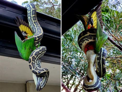 Huge Python Seen Feasting on Rainbow Lorikeet While Hanging Upside Down - Newsweek