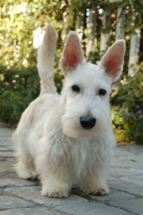 Pin by Bernadette on Scotties and Westies | Terrier dogs, Scottish terrier puppy, Beautiful dogs