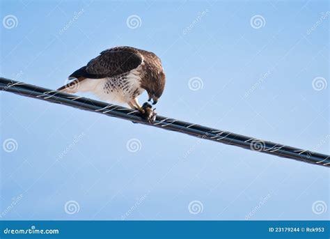 Red-Tailed Hawk Feeding on Catch Stock Photo - Image of america, band ...