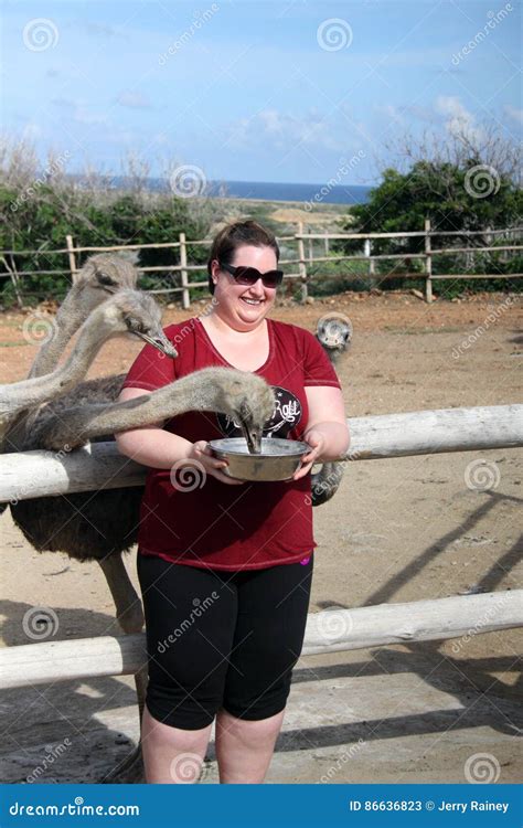 Woman Feeding Ostrich at Aruba Ostrich Farm Editorial Stock Photo ...