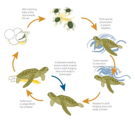 Life Cycle - REPTILES