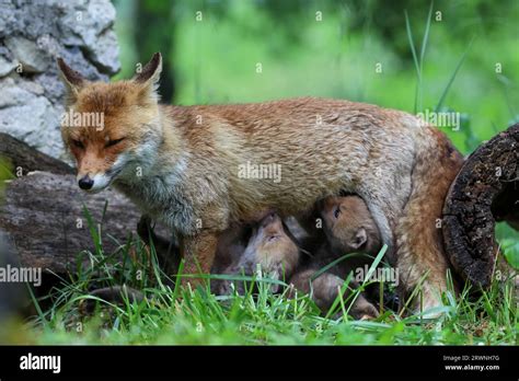 Red fox cubs Stock Photo - Alamy