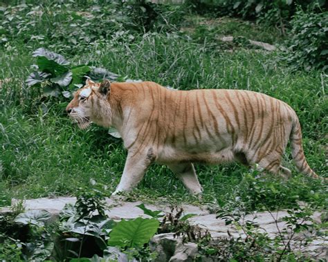 A Tiger Roaring on a Field · Free Stock Photo